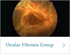 Ocular Fibrosis Group