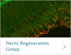 Nerve Regeneration Group