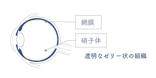 眼球の網膜と硝子体（透明なゼリー状の組織）の場所を説明するイラスト